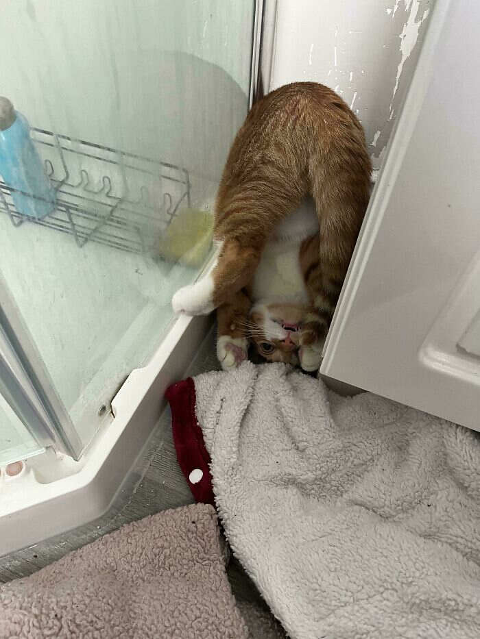 foto divertenti gatti rossi foto divertenti gatti rossi