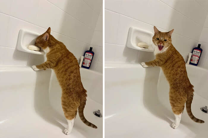 foto divertenti gatti rossi foto divertenti gatti rossi