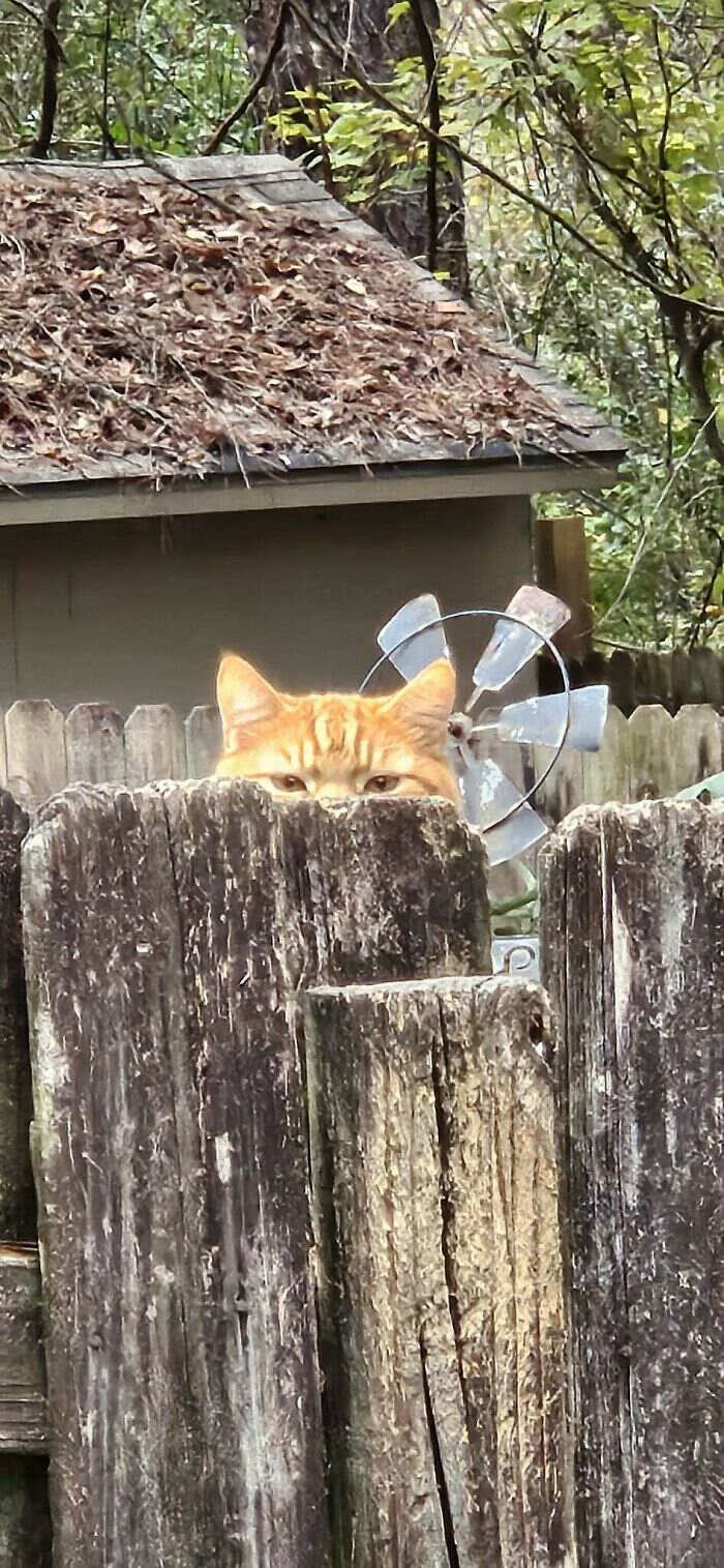 foto divertenti gatti rossi foto divertenti gatti rossi