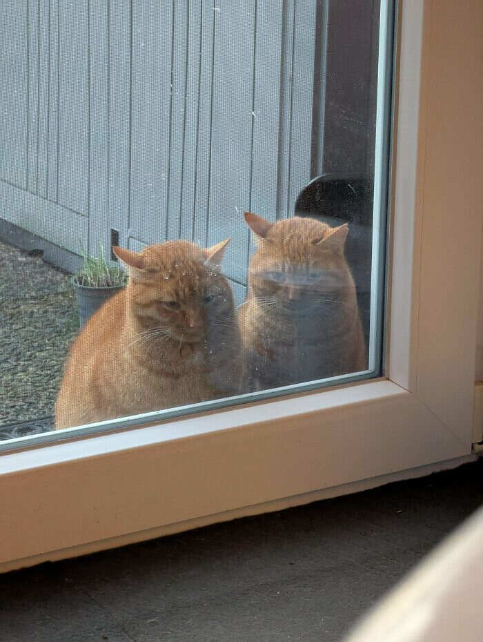 foto divertenti gatti rossi foto divertenti gatti rossi