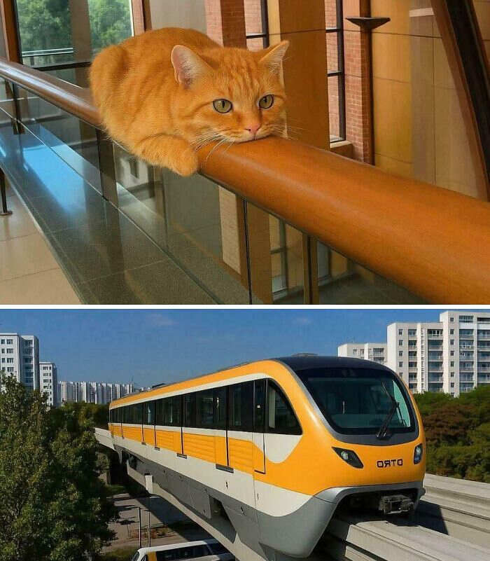 foto divertenti gatti rossi foto divertenti gatti rossi