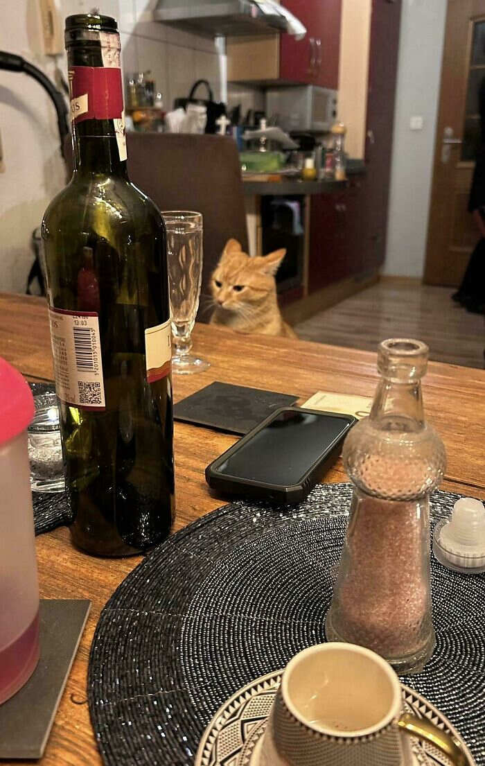 foto divertenti gatti rossi foto divertenti gatti rossi