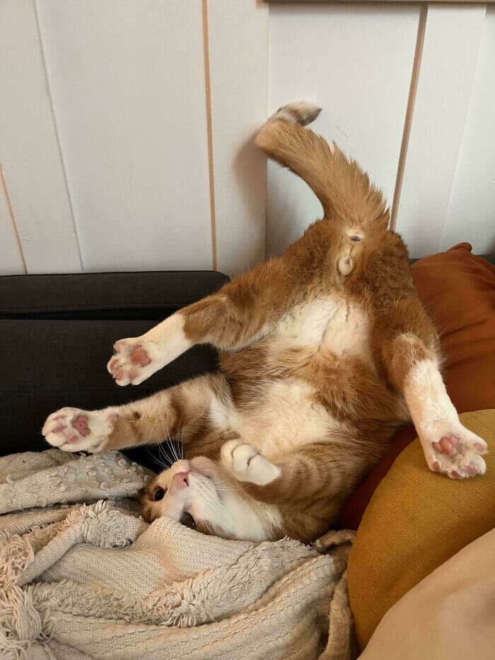 foto divertenti gatti rossi foto divertenti gatti rossi