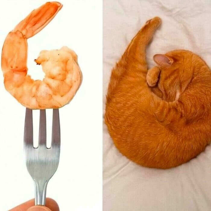 foto divertenti gatti rossi foto divertenti gatti rossi