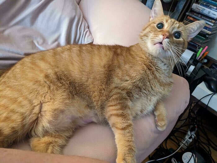 foto divertenti gatti rossi foto divertenti gatti rossi