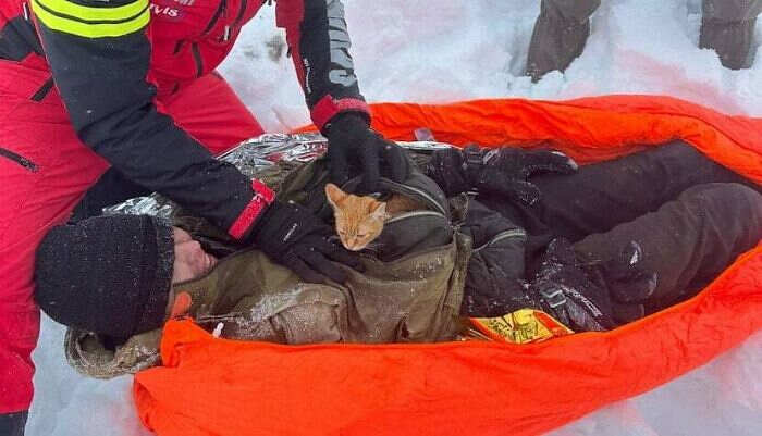 foto divertenti gatti rossi foto divertenti gatti rossi