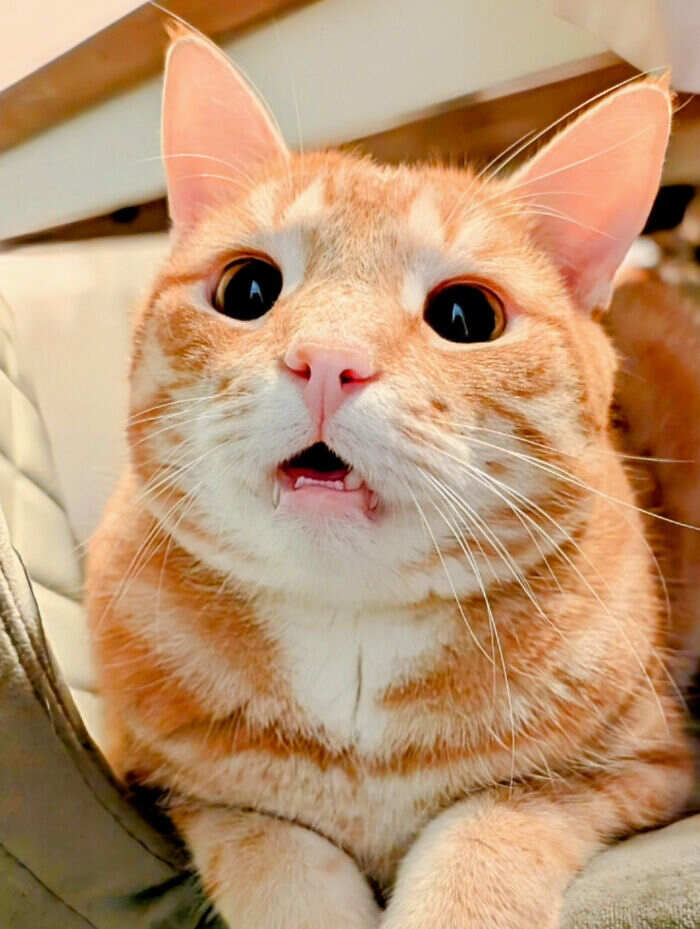 foto divertenti gatti rossi foto divertenti gatti rossi