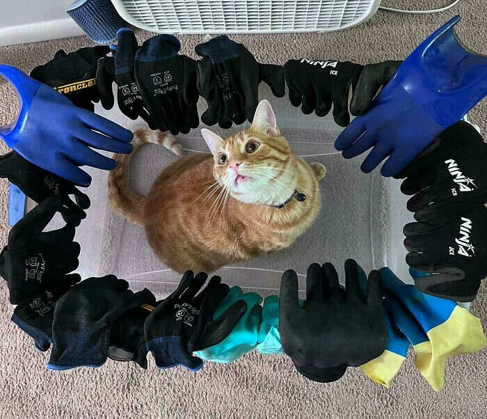 foto divertenti gatti rossi foto divertenti gatti rossi