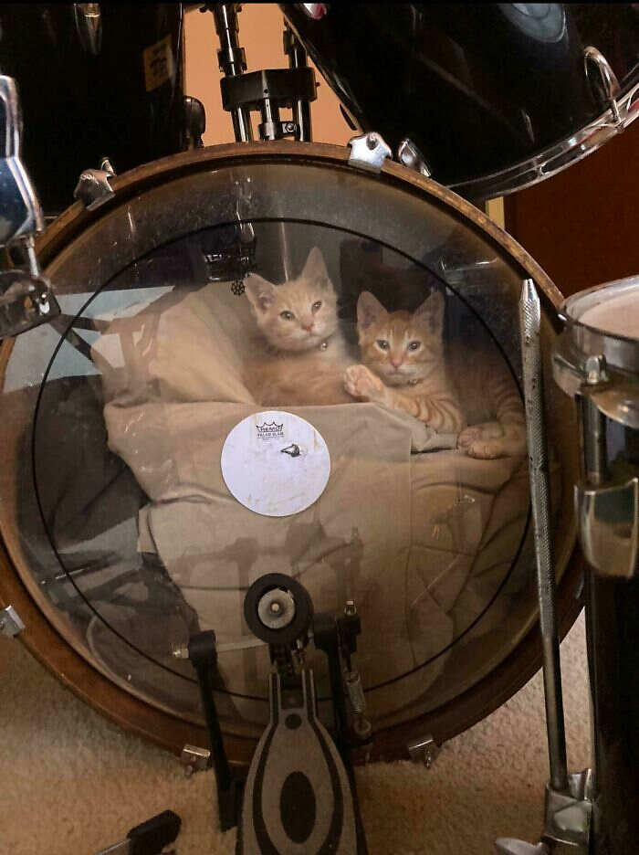 foto divertenti gatti rossi foto divertenti gatti rossi