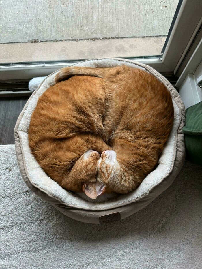 foto divertenti gatti rossi foto divertenti gatti rossi