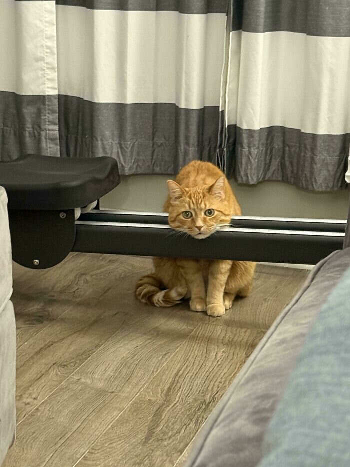 foto divertenti gatti rossi foto divertenti gatti rossi