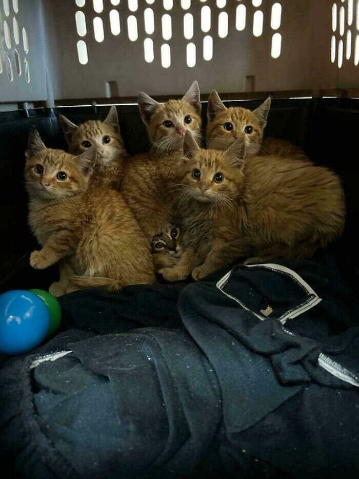 foto divertenti gatti rossi foto divertenti gatti rossi