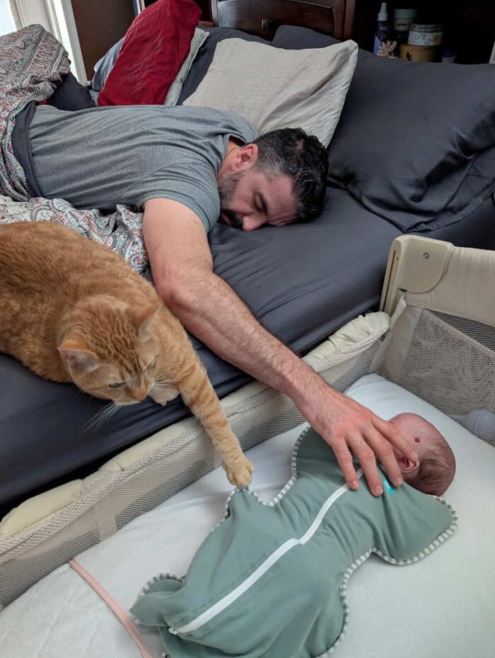 foto divertenti gatti rossi foto divertenti gatti rossi