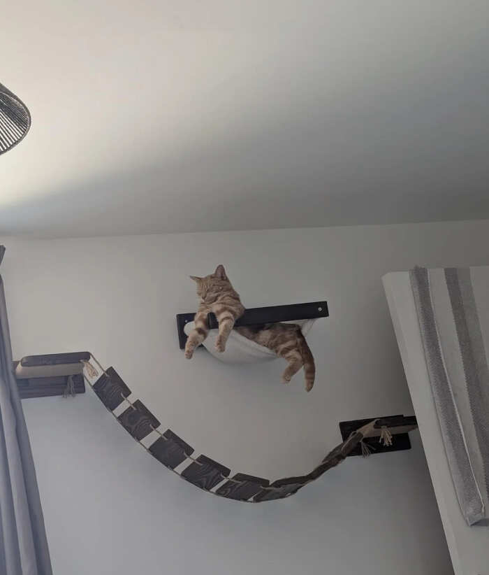 foto divertenti gatti rossi foto divertenti gatti rossi