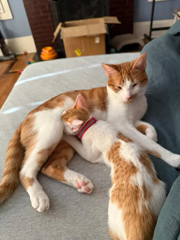 foto divertenti gatti rossi foto divertenti gatti rossi