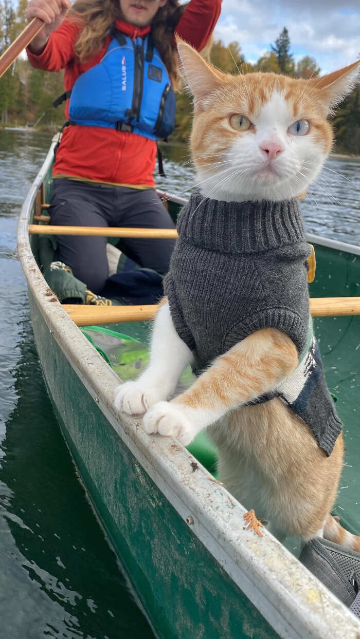 foto divertenti gatti rossi foto divertenti gatti rossi