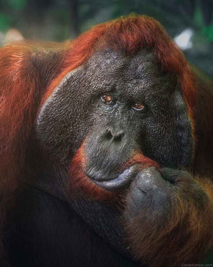 foto bellissime pianeta Daniel Kordan foto bellissime pianeta Daniel Kordan