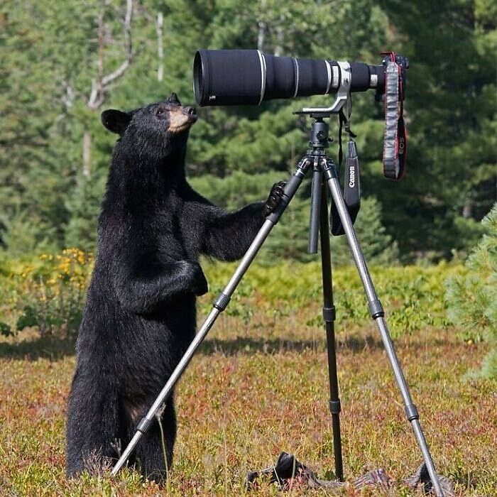 foto divertenti animali selvatici fotografi naturalisti foto divertenti animali selvatici fotografi naturalisti